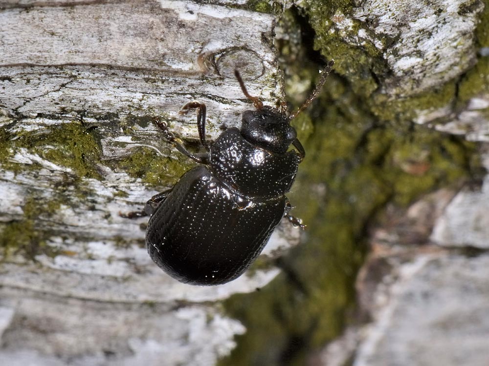 Gonioctena cfr.quinquepunctata f.ma obscura, Chrysomelidae